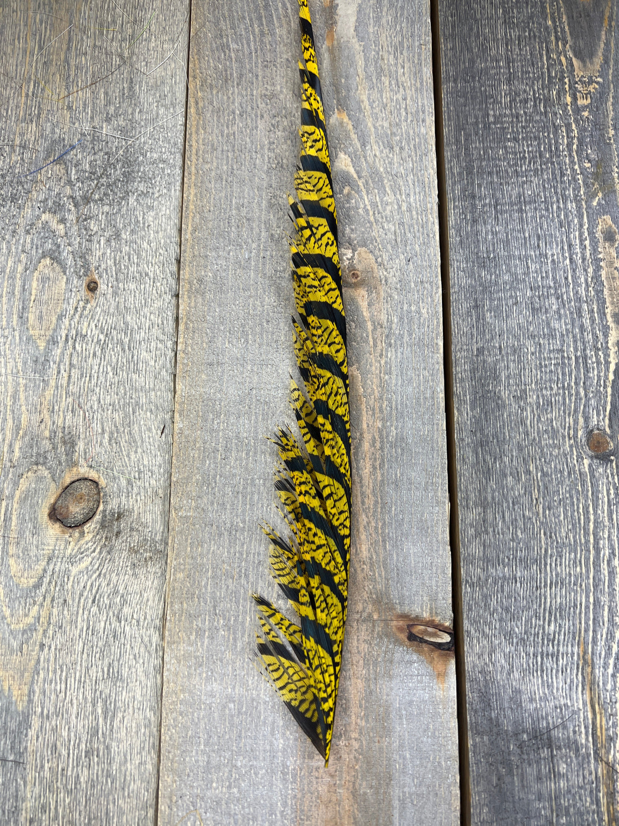Lady Amherst Center Tail Halfs Yellow Pheasant Feathers