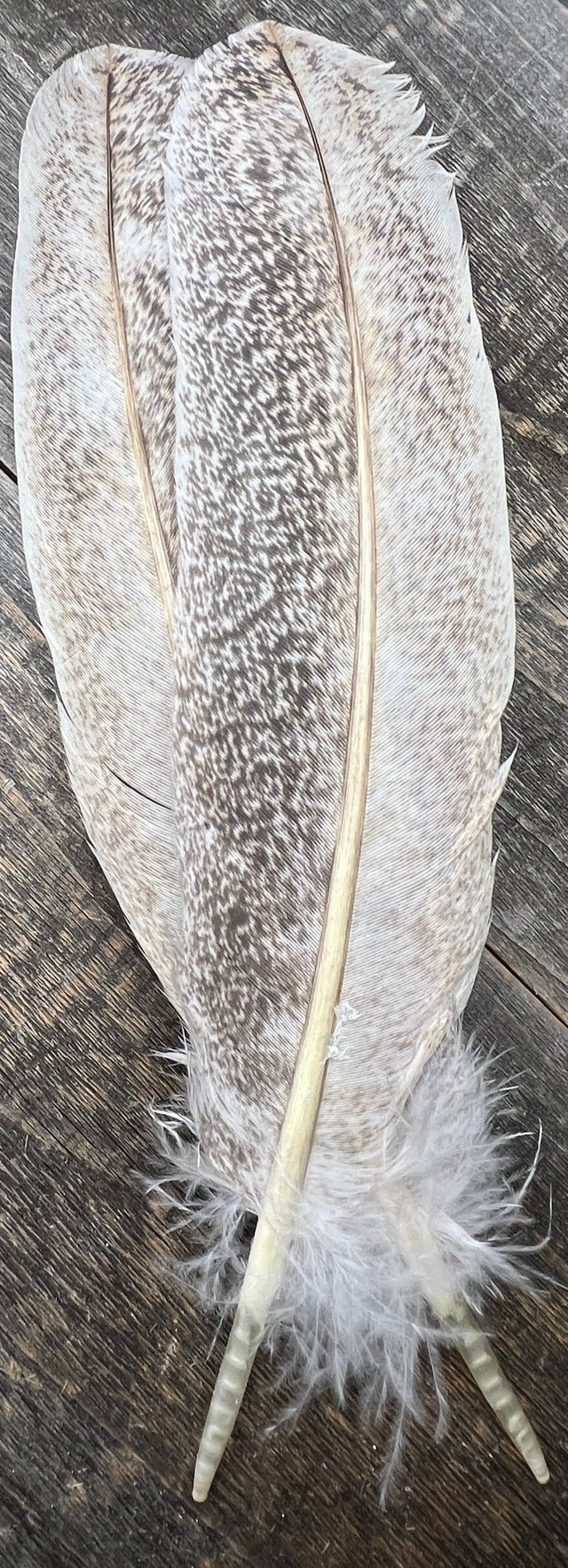 Light Mottled Oak Turkey Secondary Pair Saddle Hackle, Hen Hackle, Asst. Feathers