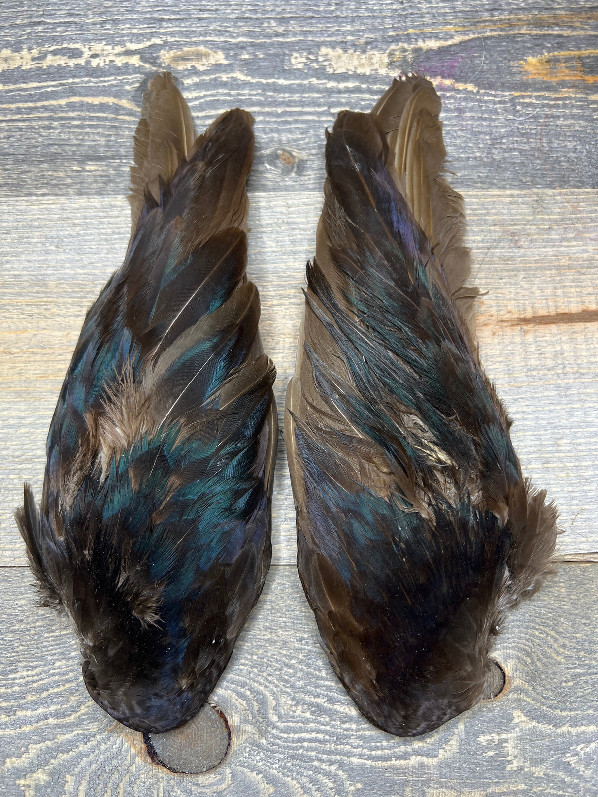 Melanistic Pheasant Wing Pair Pheasant Feathers