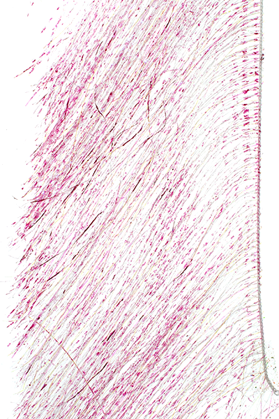 MFC Senyo's Predator Wrap Pearl Barred Pink Flash, Wing Materials