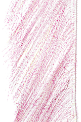 MFC Senyo's Predator Wrap UV Barred Pink Flash, Wing Materials