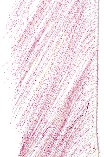 MFC Senyo's Predator Wrap UV Barred Pink Flash, Wing Materials