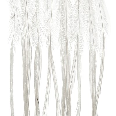 MFC- Whiting 100 Pack Dry Fly Saddle Hackle White / 18 Dry Fly Hackle