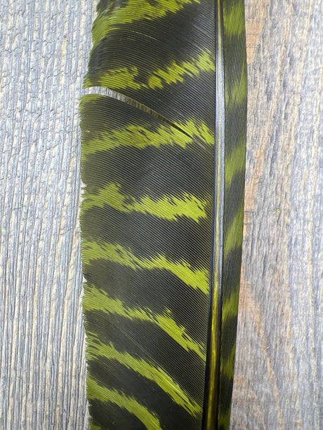 Nature's Spirit Wild Barred Turkey Biot Quills Olive Quills & Biots