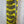 Nature's Spirit Wild Barred Turkey Biot Quills Yellow Quills & Biots