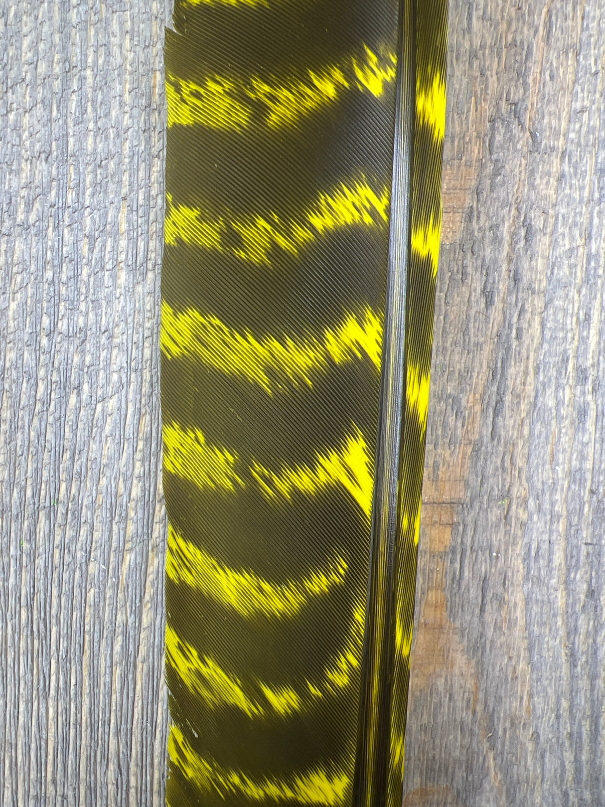 Nature's Spirit Wild Barred Turkey Biot Quills Yellow Quills & Biots