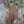 Peacock Eye Sticks Orange Saddle Hackle, Hen Hackle, Asst. Feathers