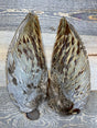 Pheasant Wing Pair Pheasant Feathers