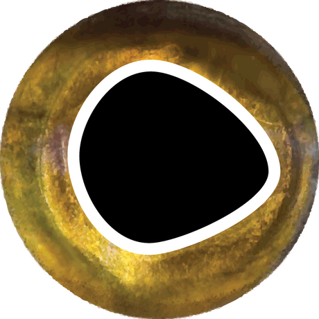 Pro Cool Eyes Golden / 10mm Beads, Eyes, Coneheads