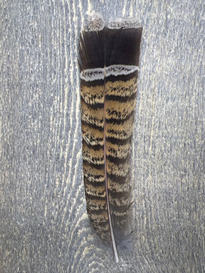 Red Phase Ruffed Grouse Tail Feathers Misc. Feathers