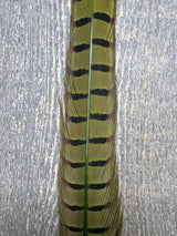 Ringneck Pheasant Tail Center Pair Caddis Green Pheasant Feathers