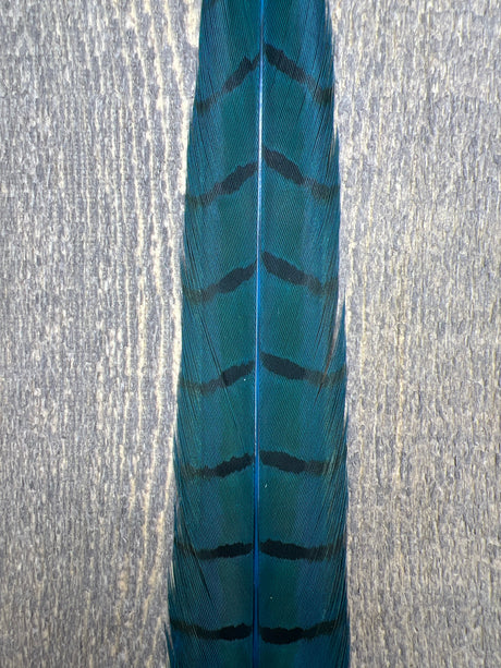 Ringneck Pheasant Tail Center Pair Fl. Blue Pheasant Feathers
