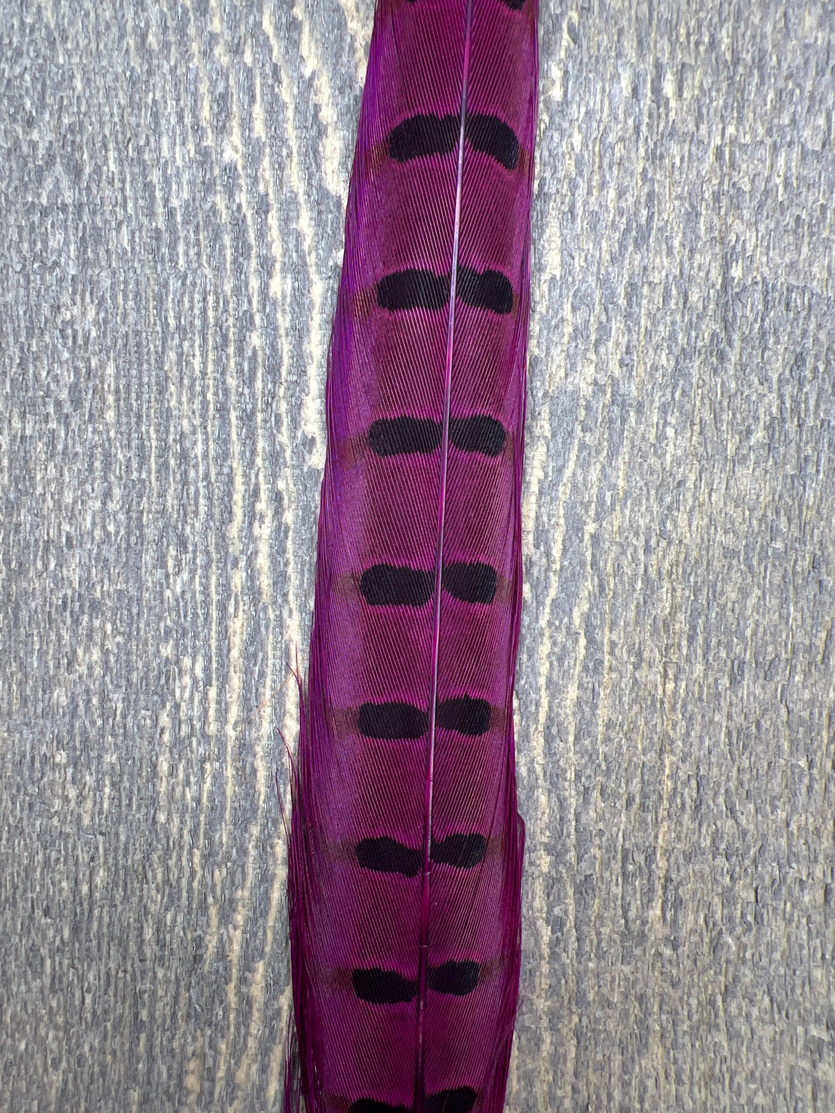 Ringneck Pheasant Tail Center Pair Fuschia Pheasant Feathers