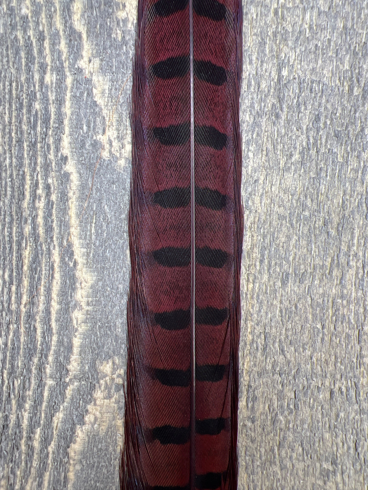 Ringneck Pheasant Tail Center Pair Isonychia Pheasant Feathers