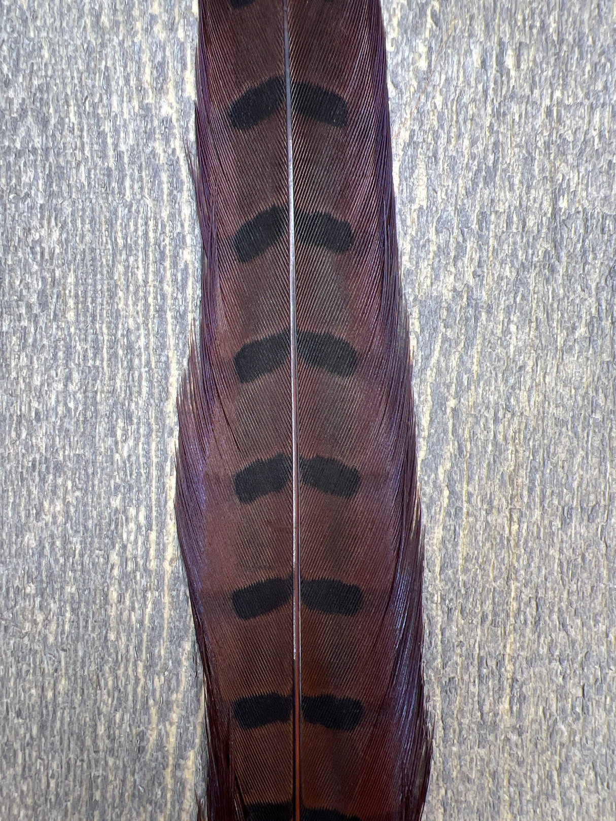 Ringneck Pheasant Tail Center Pair Rusty Brown Pheasant Feathers