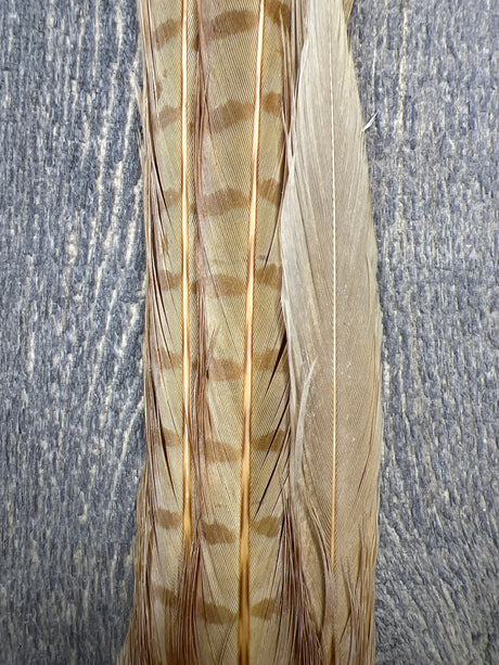 Ringneck Pheasant Tail Clump Bleached Ginger