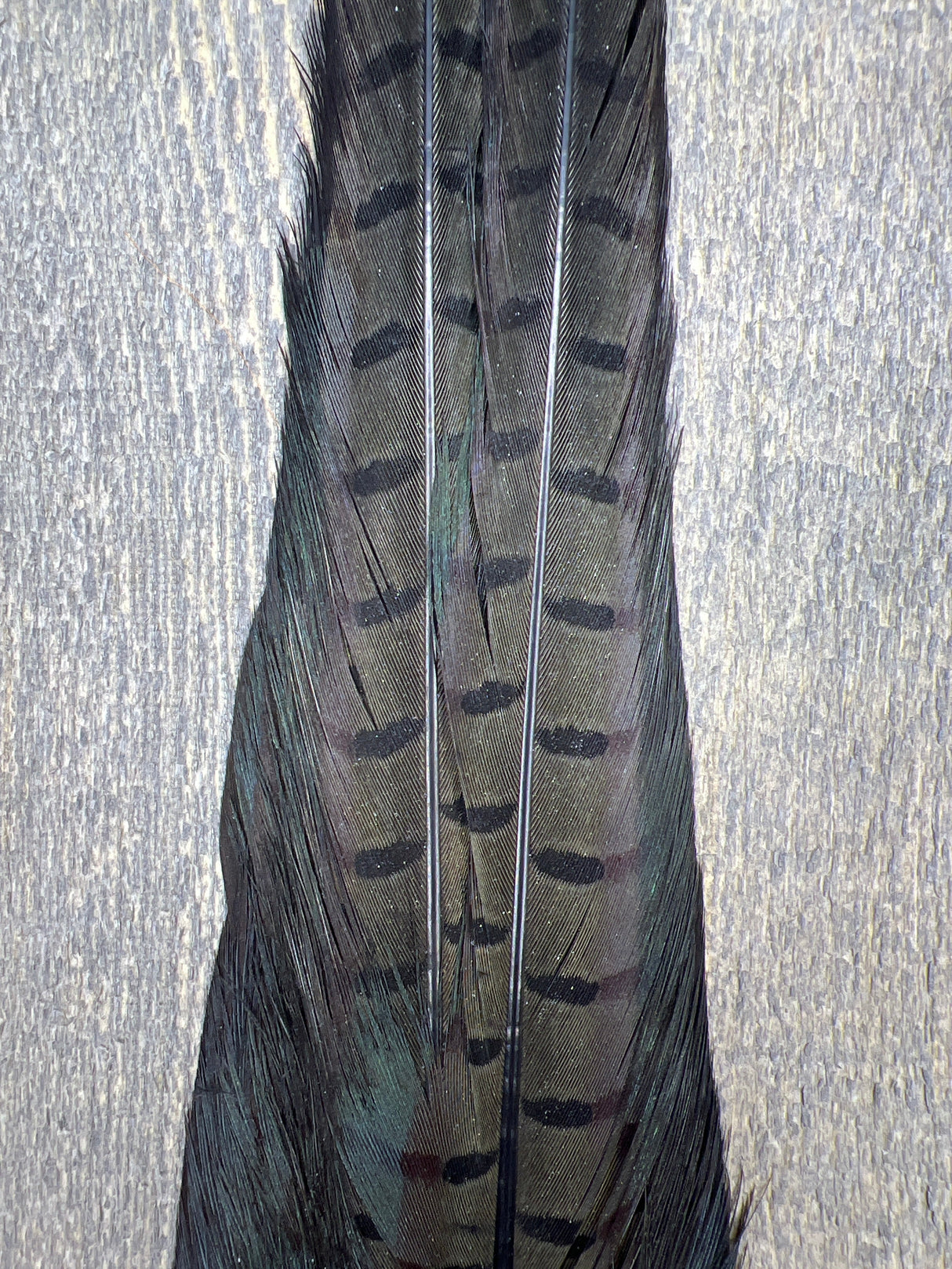 Ringneck Pheasant Tail Clump Med Dun