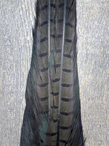 Ringneck Pheasant Tail Clump Med Dun