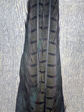 Ringneck Pheasant Tail Clump Med Dun