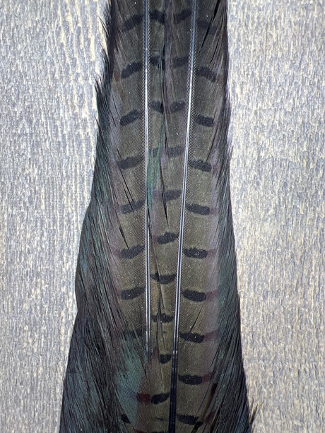 Ringneck Pheasant Tail Clump Med Dun