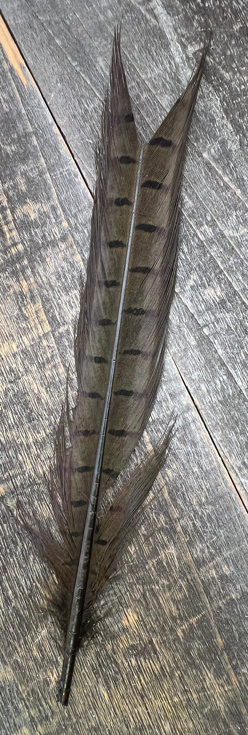 Ringneck Pheasant Tail Nymph Selection Saddle Hackle, Hen Hackle, Asst. Feathers