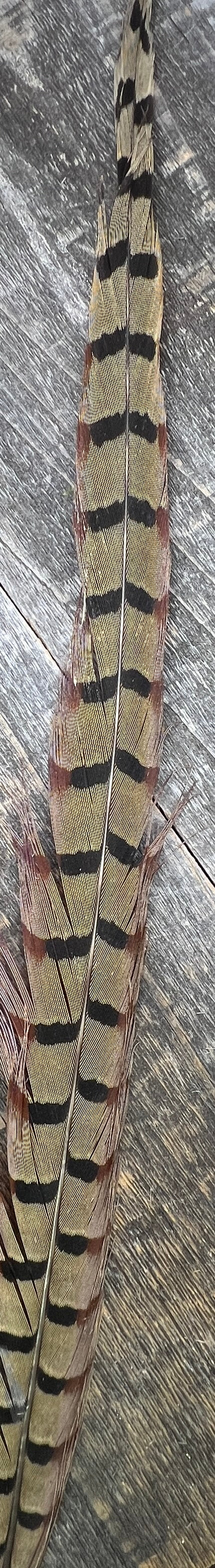 Ringneck Pheasant Tail Nymph Selection Saddle Hackle, Hen Hackle, Asst. Feathers