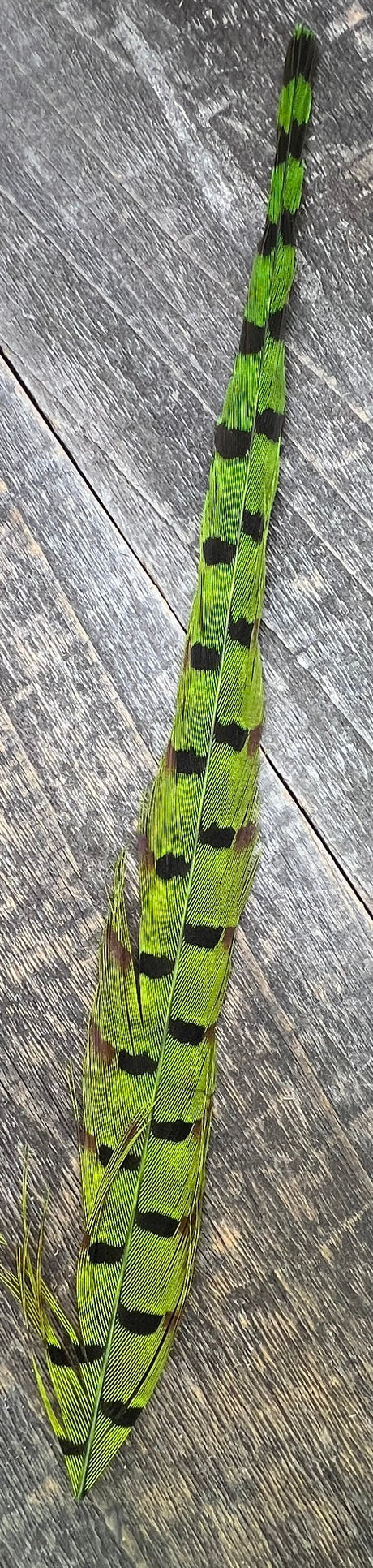 Ringneck Pheasant Tail Nymph Selection Saddle Hackle, Hen Hackle, Asst. Feathers