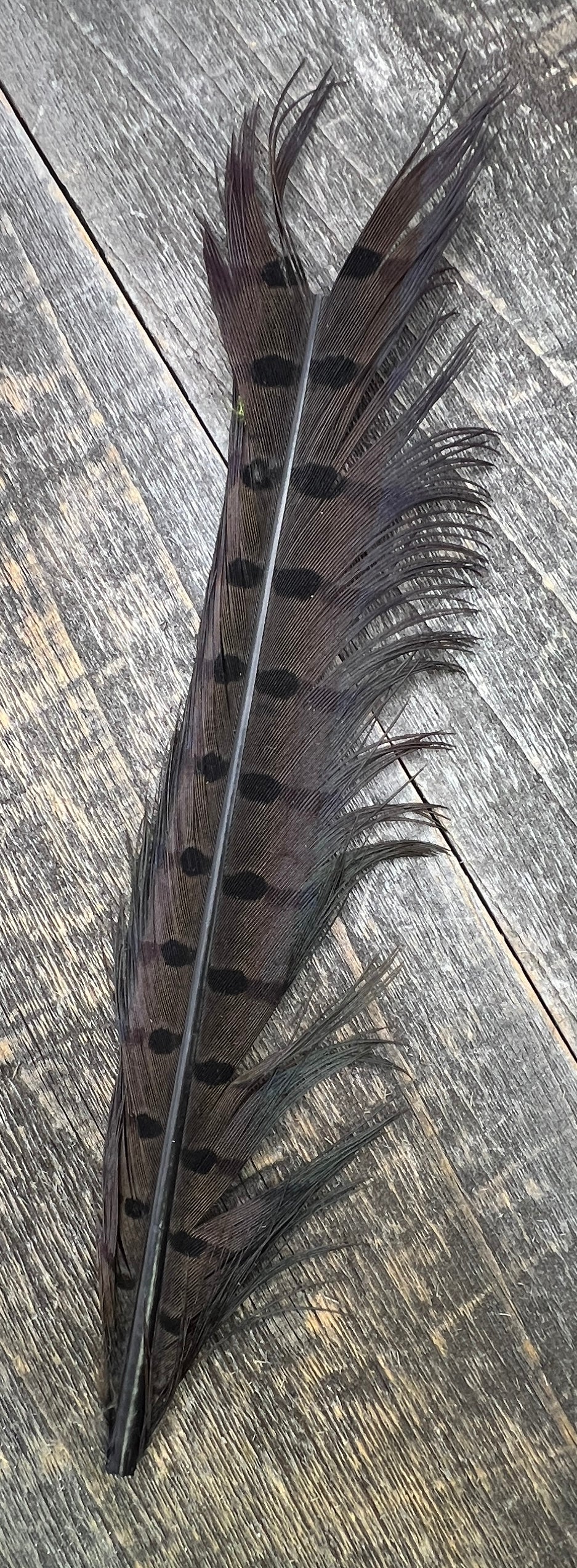 Ringneck Pheasant Tail Nymph Selection Saddle Hackle, Hen Hackle, Asst. Feathers