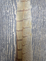 Ringneck Pheasant Tail Side Feathers Bleached Ginger