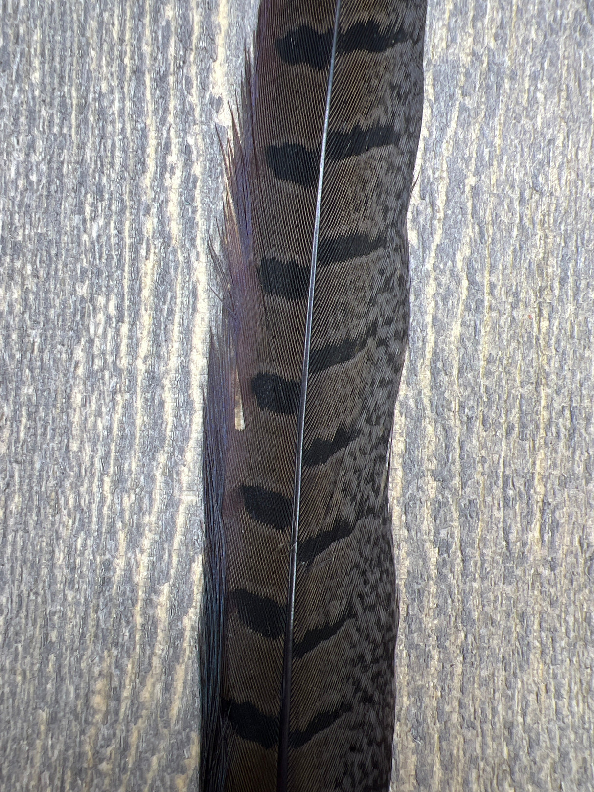 Ringneck Pheasant Tail Side Feathers Med Dun