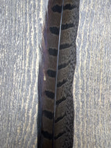 Ringneck Pheasant Tail Side Feathers Med Dun