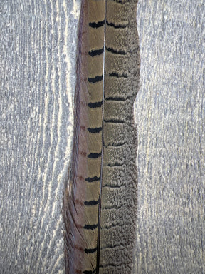 Ringneck Pheasant Tail Side Feathers Natural