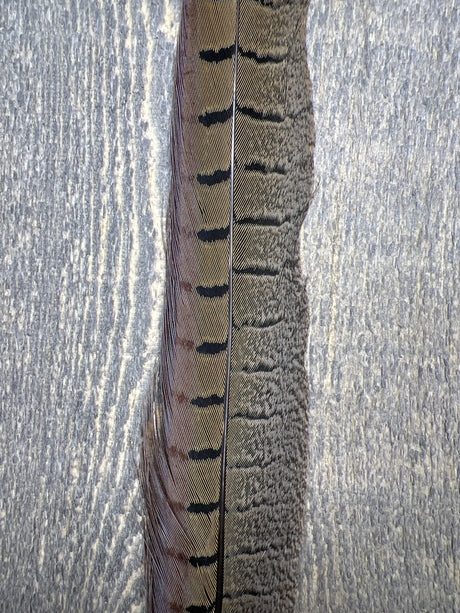 Ringneck Pheasant Tail Side Feathers Natural