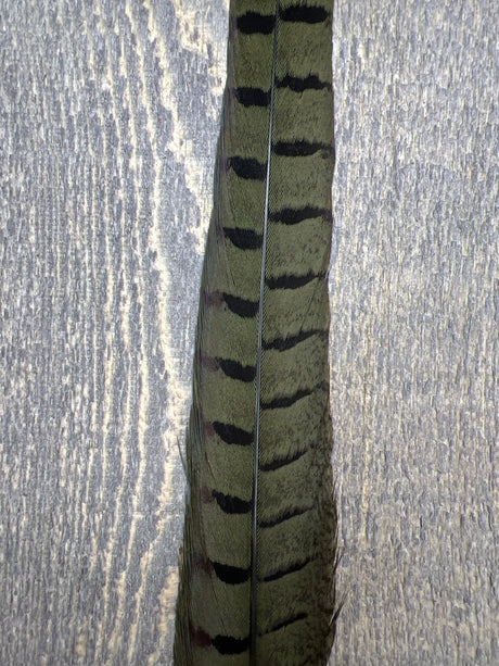 Ringneck Pheasant Tail Side Feathers Olive