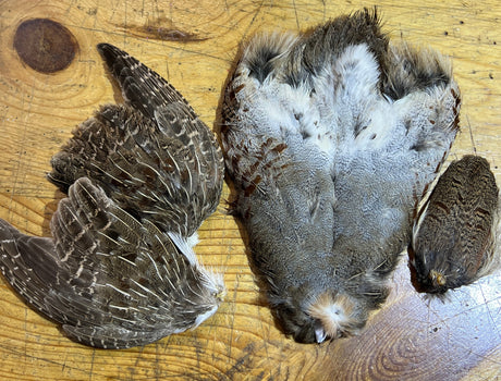 Rolled Hungarian Partridge Skin Select Partridge Feathers