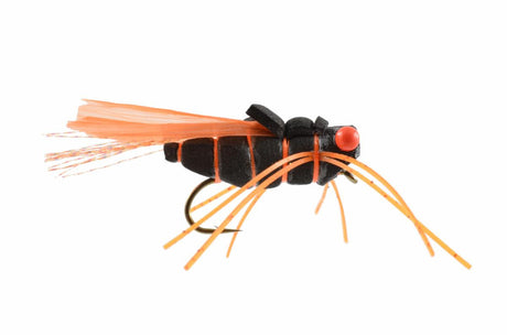 Satkowski's Urban Sumo Cicada 4 Flies