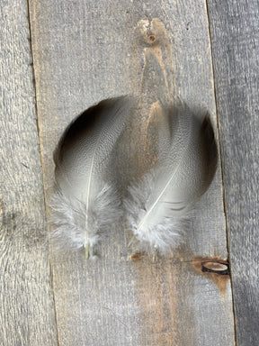Select Bronze Mallard 3 Pairs Duck & Goose Feathers