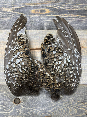 Sharptail Grouse Wing Pair Misc. Feathers