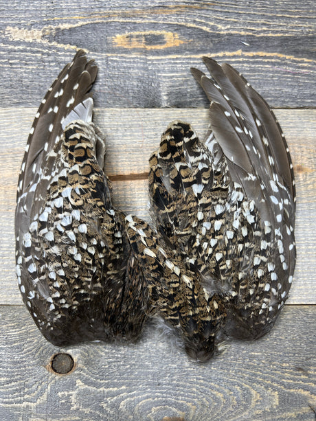 Sharptail Grouse Wing Pair Misc. Feathers