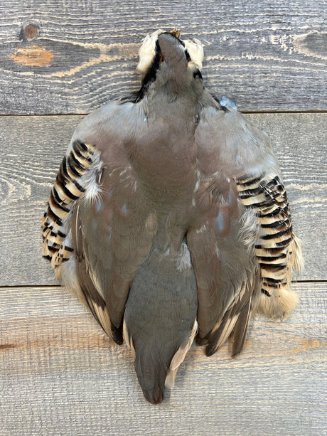 Spent Fly Fishing Chukar Partridge Select Skin Partridge Feathers