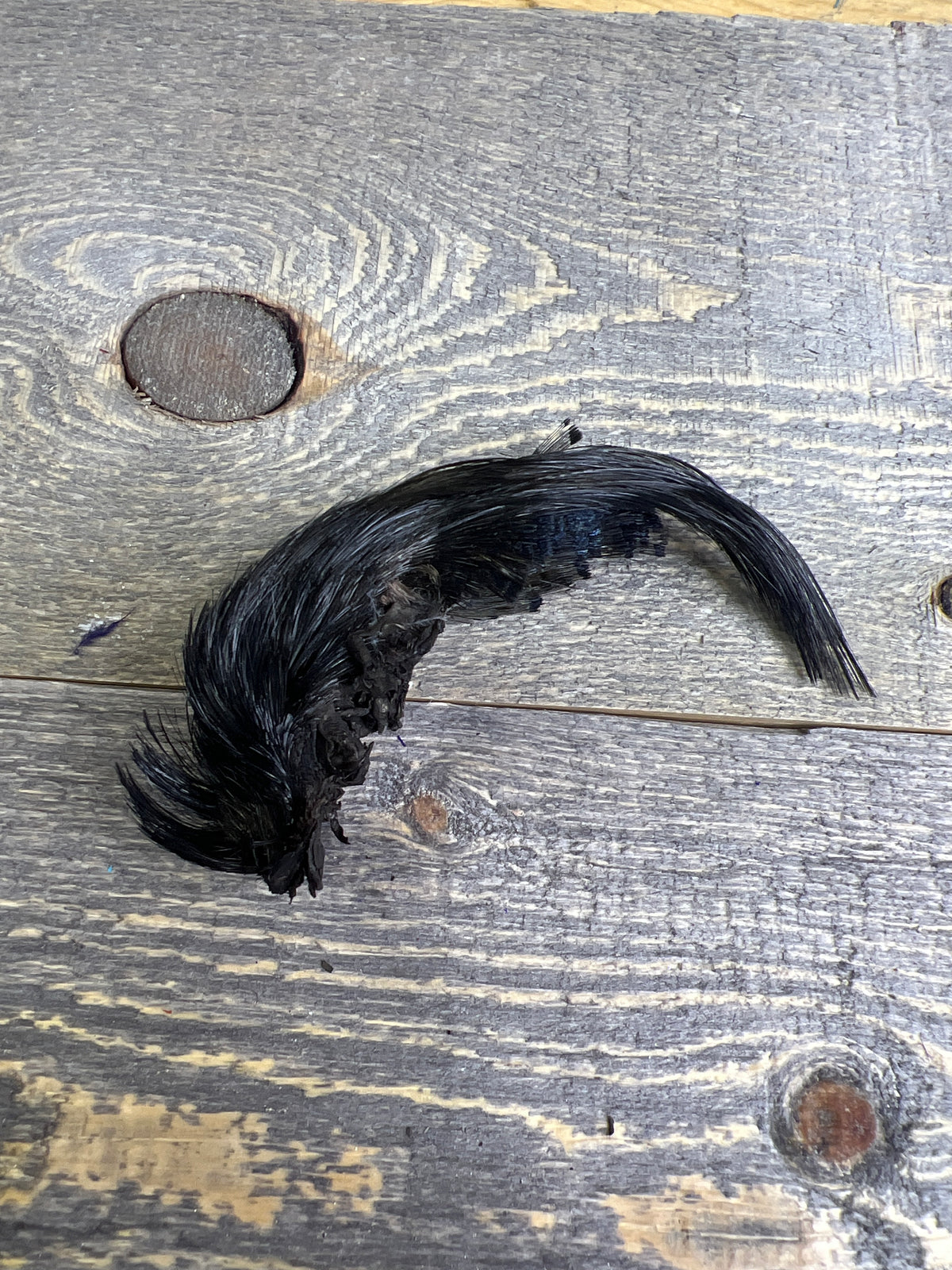 Spent Fly Fishing Dyed Golden Pheasant Crest Black Pheasant Feathers