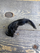 Spent Fly Fishing Dyed Golden Pheasant Crest Black Pheasant Feathers