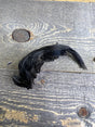 Spent Fly Fishing Dyed Golden Pheasant Crest Black Pheasant Feathers