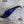 Spent Fly Fishing Dyed Golden Pheasant Crest Purple Pheasant Feathers