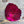 Spent Fly Fishing Dyed Golden Pheasant Tippets Fuschia Pheasant Feathers