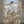 Spent Fly Fishing Hungarian Partridge Feathers Bleached Ginger Partridge Feathers