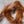Spent Fly Fishing Muskrat Zirdle Strips Brown Misc. Hair & Fur