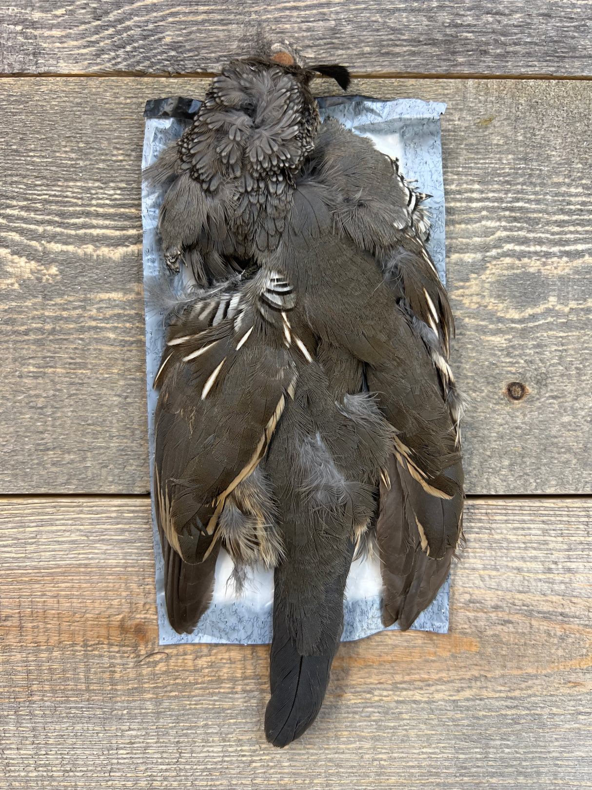 Valley Quail Skin Female Misc. Feathers