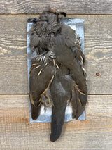 Valley Quail Skin Female Misc. Feathers