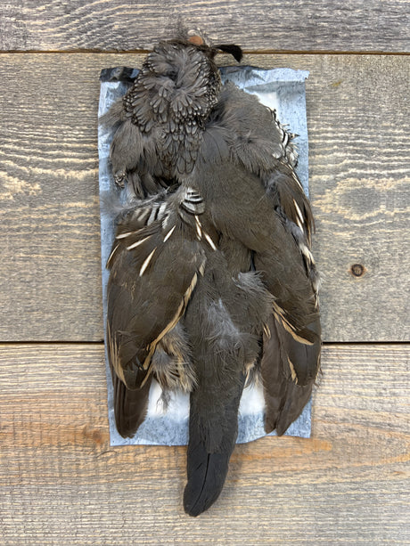 Valley Quail Skin Female Misc. Feathers